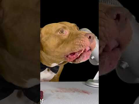牛の心臓とレバーをおいしそうに食べるピットブル#shorts(YouTube)