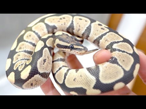 今にも泣き出しそうな顔で見つめてくる超ビビリな子蛇がかわいすぎる【ボールパイソン】(YouTube)