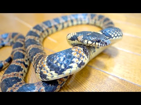 ブチギレ嚙みつきまくりな凶暴蛇、アカマタにエサをやる(YouTube)