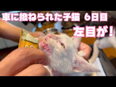 車に撥ねられた子猫 6日目　左目が！　Day 6th  いきなり空飛ぶネコという名の猫🤣(YouTube)