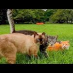 芝生の中の東屋で猫の集会に参加してきた(YouTube)