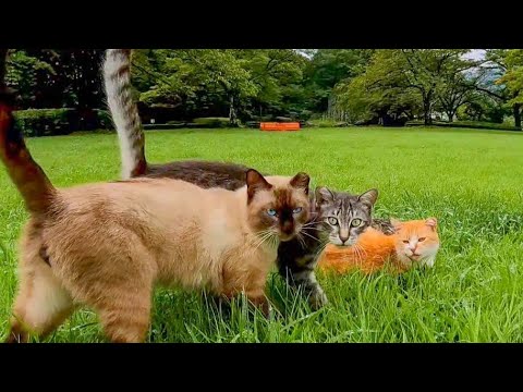 芝生の中の東屋で猫の集会に参加してきた(YouTube)