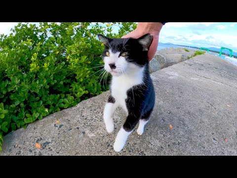 防波堤にいた猫の頭を撫でると更に撫でられようと伸び上がってカワイイ(YouTube)