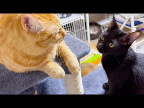 うちの黒猫は悔しがるとこうなります。(YouTube)