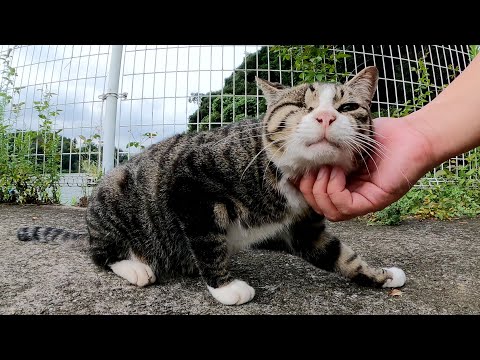 独眼のキジシロ猫が足にスリスリして甘えてきた(YouTube)