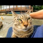 お庭にいた猫ちゃんは座ると喜んで膝の上に乗ってくる(YouTube)