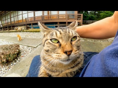 お庭にいた猫ちゃんは座ると喜んで膝の上に乗ってくる(YouTube)