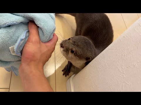こぼした水を拭くためにカワウソに手伝ってもらった An otter helped me to wipe up the spilled water.(YouTube)