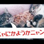 【猫動画】ニャにかようかニャン？〜にゃんともパレード〜#211(YouTube)