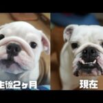 ライブ☆妹犬まるこの逸話お話しします！【うちの子記念日】(YouTube)