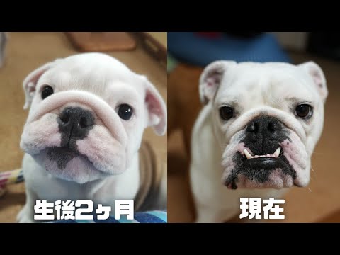 ライブ☆妹犬まるこの逸話お話しします！【うちの子記念日】(YouTube)