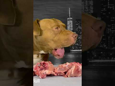 ピットブルのごはんがヤバすぎる#shorts(YouTube)