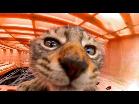 パレットの下に隠れる子猫がカワイイ(YouTube)