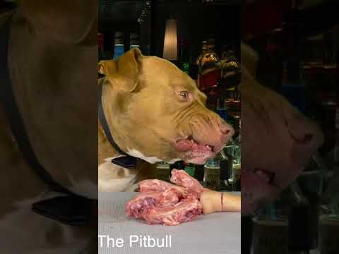 骨付き肉を簡単に噛み砕くピットブルがヤバすぎる#shorts(YouTube)