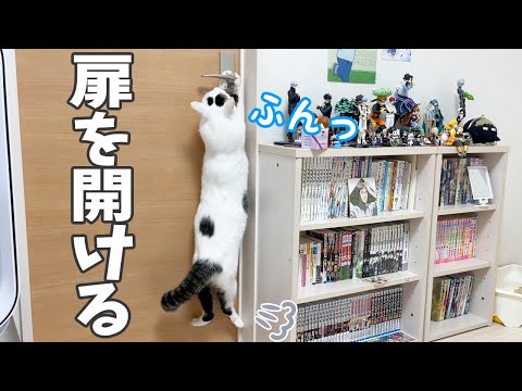 チロさんも娘の部屋の扉を開けれるようになりました！！(YouTube)