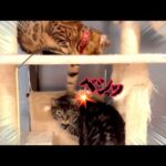 うちの女王ネコが実家のたぬき猫をベシベシ叩きまくります(YouTube)