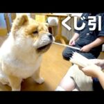 くじ引きを引く犬がかわいすぎるw【神レプ抽選】(YouTube)