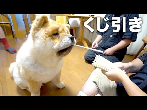 くじ引きを引く犬がかわいすぎるw【神レプ抽選】(YouTube)