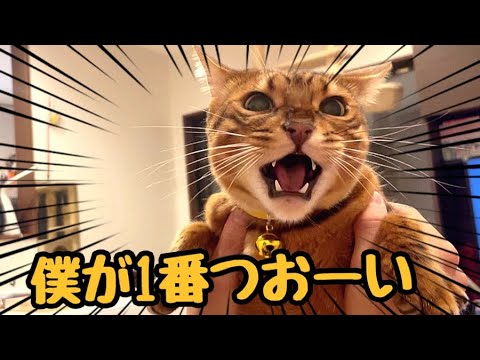 ワガママイケメン猫が実家で威張り散らかしてます(YouTube)