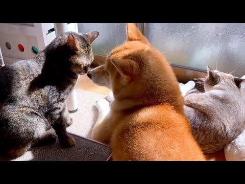 柴犬愛が凄い猫♥(YouTube)