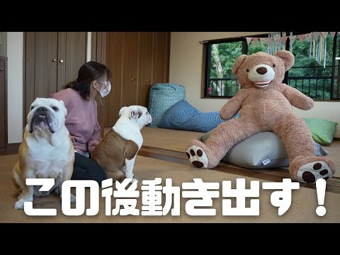 【ドッキリ】大きな熊のぬいぐるみが突如動き出した時の愛犬がとった反応がこちら！(YouTube)