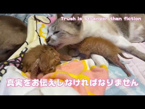 真実をお伝えしなければなりません Trush is stranger than fiction(YouTube)