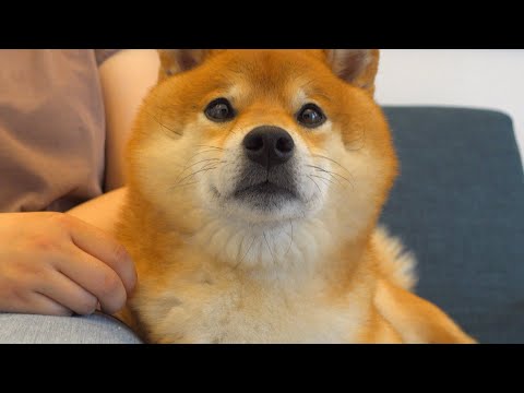 ママにちょっかい出したら、可愛い声で柴犬に叱られました。。(YouTube)