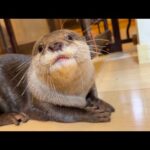 静かにしてと言ったら本当にピタッと黙り始めたカワウソ otter who started to shut up when I told him to be quiet.(YouTube)