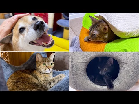 我が家にはかくれんぼの天才がいます【犬vs猫】(YouTube)