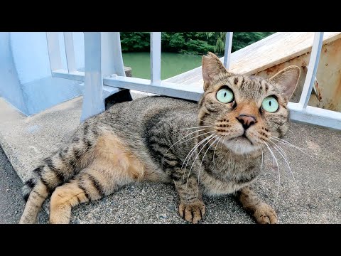 丸い目のキジトラ猫が橋の上でゴロンゴロンと転がって甘えてきた(YouTube)