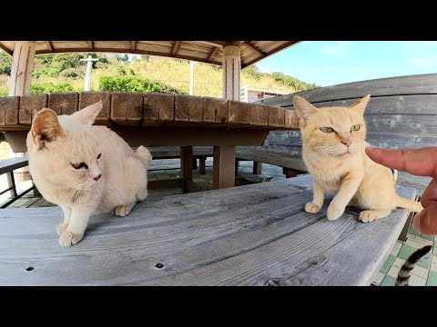 猫島の入り口で観光客をお出迎えしてくれる猫ちゃん達(YouTube)