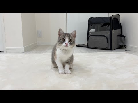 訳あってもち様の妹をお預かりすることになりました。(YouTube)