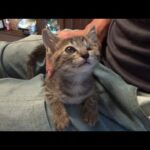 厳しい現実を知る事になった片目の子猫(YouTube)