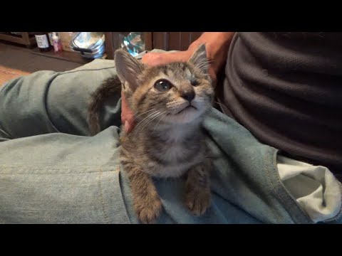 厳しい現実を知る事になった片目の子猫(YouTube)