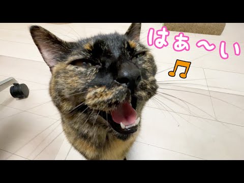 鳴いてお返事するサビ猫が可愛すぎます…！(YouTube)