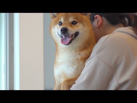 妹が病院なのに盛大に勘違いする柴犬。(YouTube)