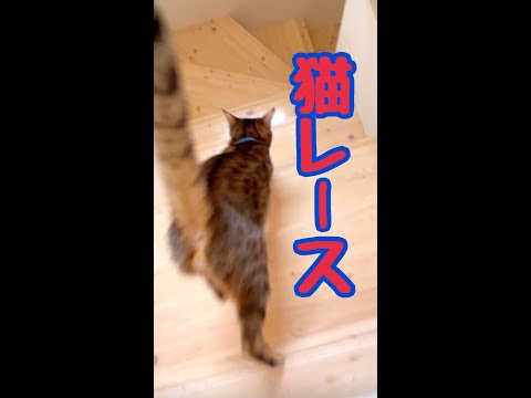 みんなやる気出して！猫レース手持ちカメラダイジェスト9/28(YouTube)