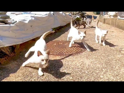 猫島で路地裏に入ると猫警備隊が侵入者撃退に一斉に集まってきた(YouTube)