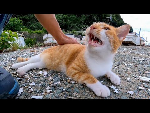 久しぶりに近所の漁港に行ったら舟の下から野良猫がモフられに出てきた(YouTube)