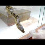 【エサが見えた瞬間…】アナコンダの瞬発力がハンパじゃない(YouTube)