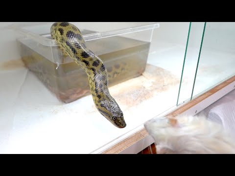 【エサが見えた瞬間…】アナコンダの瞬発力がハンパじゃない(YouTube)