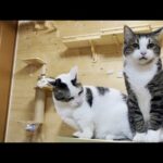 「シャー！」と怒鳴られて情けない顔になる猫(YouTube)