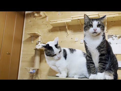「シャー！」と怒鳴られて情けない顔になる猫(YouTube)