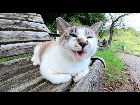 シャムとキジのミックス猫をモフったらベンチの上で脱力した(YouTube)
