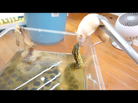 我が家で一番激しくて危険な大蛇の餌やりが最高にエクセレント【アナコンダ】(YouTube)