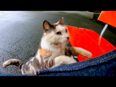 猫が集まっている所に行ったら寄ってきて膝の上に乗ってきた(YouTube)