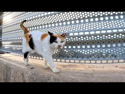 防波堤の上を歩く三毛猫(YouTube)