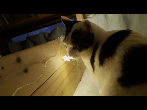 幻想的になった娘のベッドでフミフミする猫(YouTube)