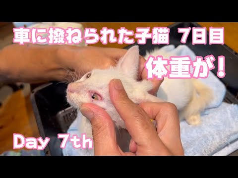 車に撥ねられた子猫 7日目 体重が💦Day 7th 黒トリオ不思議な絆(YouTube)