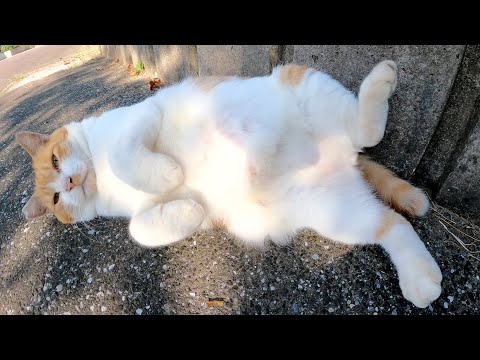 アメショー柄の茶シロ猫をモフったらゴロンゴロンと喜んでくれた(YouTube)